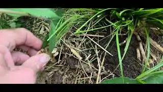 Day 700 🫡.  Its Day 4 of Flower 🌼 and the plants 🪴 are looking great 👍 👌 😀 😍.  