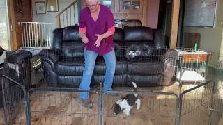 Doodle Run Kennels Temperament Testing 1-20-2026 Journey Girl Yellow