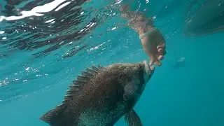 Put This Fish On Your Bucket List - How To Find and Catch Tripletail.