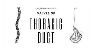 Valves of thoracic duct, Lympho-venous junction #anatomy #thoracicduct