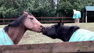 Horse Kissing