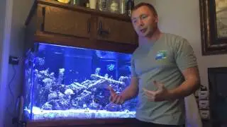 Benefits of Phyto Feast and New Coral Growth