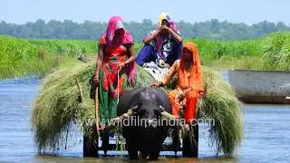 Indian women wash pet buffalo and drive pet buffalo carts across canal in India's Uttar Pradesh