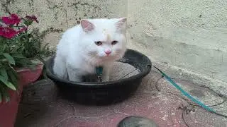 😾 Leo ke Funny Angry & Cute Moments | Cat Mood Swings Compilation 😂🐾