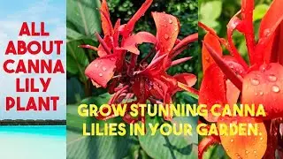 Canna flowers :A vibrant addition to your Garden.#cannalily#indianshot#lily#mustwatch#flowers#love 