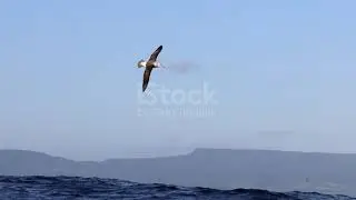 Albatross seabirds gracefully soar above the ocean. Shot in slow motion on the southeast coast.