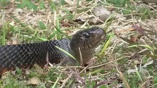 Texas Indigo Snake at neighbor's backyard. No left eye.