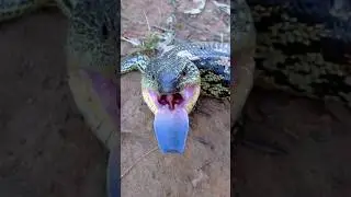 ULAR BERKAKI 4 PALING DITAKUTI DI PAPUA