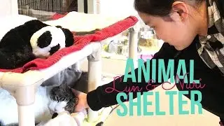 SPCA Animal Adoption Shelter