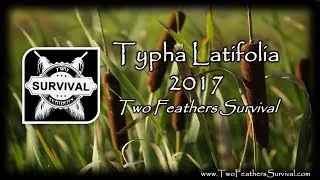 Quick ID of Typha Latifolia (Cattail)