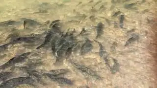 Borneo mahseer
