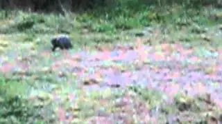 Kitten and Fox cub best of friends