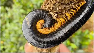 Giant Millipede Encounter: Up-Close Look at a Massive Invertebrate!