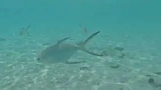 Maldives - Riu Atoll snorkeling mix 4K