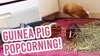 New guinea pig intro! Tons of popcorning!