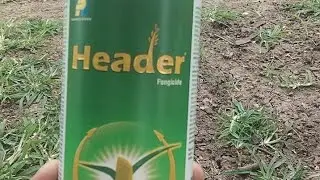 Soybean mein phool aane ke bad kaun si dawai dalen