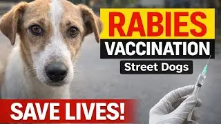 Rabies Vaccination |  7 Dogs Ko lagaya🐶💉 | Primary Dose Done