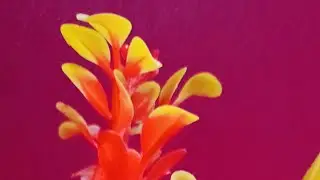 হাই বন্ধুরা 👋🏻❤️