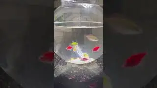 Fish Aquarium | Fish Bowl Decoration | Color Fishes | Home Fish Bowl Aquarium #shorts #trending