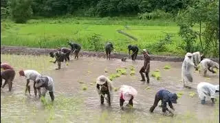 Planting baddy -@tsathriayonge#farmerlife #farming# baddyfield.