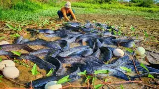 Best videos fishing! a female farmer catch a lots of fish in the grass at rice field by best hand 