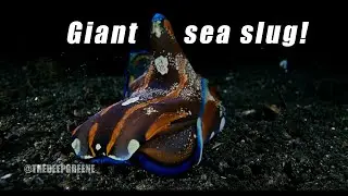 Giant sea slug, a 𝙋𝙝𝙞𝙡𝙞𝙣𝙤𝙥𝙨𝙞𝙨 𝙨𝙥𝙚𝙘𝙞𝙤𝙨𝙖 Pease, 1860, from the volcanic island of Sangeang, Indonesia.
