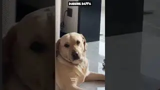 Morattu Family 🤣 #funny #cat #shorts #dog #shortsfeed #animals #dubbingdappa #catvideos #dogshorts