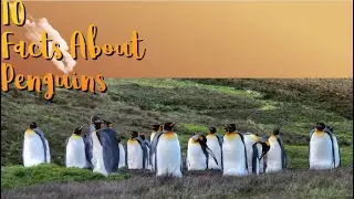10 Facts About Penguins