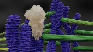 Topoisomerase Inhibitors Antineoplastic Drugs for Cancer