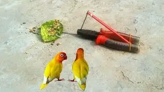 You Ever See this DIY Trap  Installing a Simple Parrot Trap Using a Pencil and Pliers