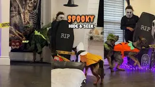 Мои немецкие овчарки против Майкла Майерса 🎃 | Прятки на Хэллоуин
