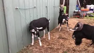 British Alpine dairy goats