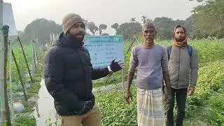 মালচিং পদ্ধতিতে শসা চাষ করে লাভবান কৃষক