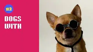 Top 10 Funny Dogs Video Compilation #topeditz #video