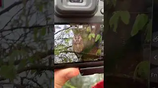 Long Eared Owl, Wageningen Netherlands, April 27, 2023
