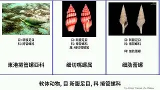 软体动物, 目 新腹足目, 科 捲管螺科 mollusca Fuse 唇角捲管螺 東港捲管螺亞科 Neogastropoda 長裂唇螺屬 黑点卷管螺属 蕾螺属 捲管螺屬 细肋蕾螺 Turridae