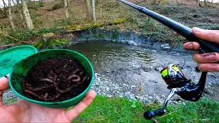 PÊCHE de la TRUITE en RUISSEAU au VER DE TERRE ! (Pêche de la truite au toc vers)