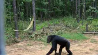 Angels in Chimp Haven - Thank you Chimp Haven, La., music by Sara McLachlan