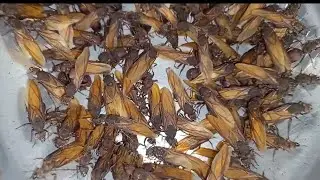I&ccedil;a 🐜😍 Tanajura 🐜😍 Formiga 😋