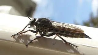 Dance Fly - Empis tessellate - Breddur - Bredduflugur -  R&aacute;nflugur - Skord&yacute;r