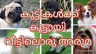 SMALL BREED DOGS KERALA| PRICE RANGE|കുട്ടികൾക്ക് ഒരു അരുമ