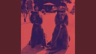 Relaxed Alert Hounds