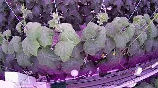 110 days of cucumer in 213 secods.