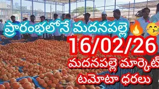 16-02-26 Madanapalle Tomato Market price Today || Today Tomato Market Rate in Madanapalle #today