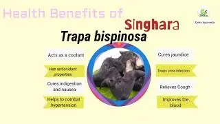 Zyrex Trapa Bispinosa/Water Chestnut Tablet/Powder|Available on Amazon|Call or Whatsapp -9650808815