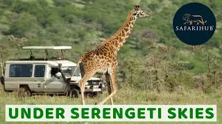 Under Serengeti Skies | Private Safari | Tanzania Safari Packages | Covid-19 Safe | Safarihub
