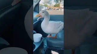 &ldquo;Quack, Quack!!&rdquo; (duck wants water)