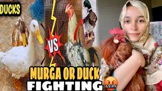 🔥Мурга Или Утка Апас Мей Лар Парай 🤬😕| Гуламзахра | ЧотуГанг