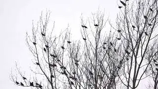 European Starlings Bickering in Trees