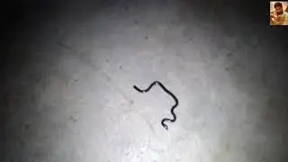 Teliya snake / brahminy blind&nbsp;snake / flowerpot snake / common blind snake /  Hawaiian blind snake..